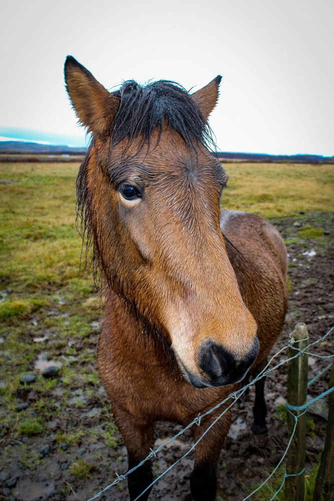 Icelandic horses