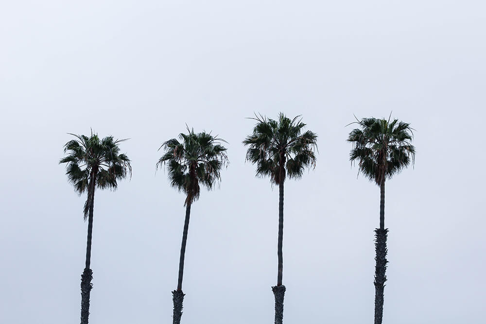 palm trees on the beach in San Diego