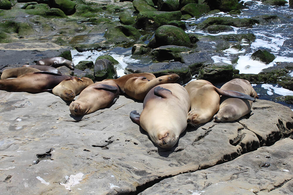 sea lions at La Jolla Cove