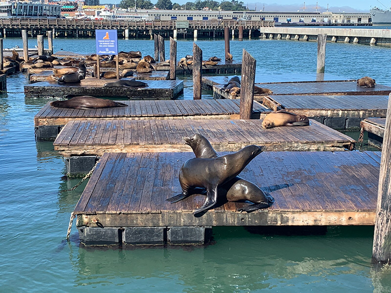 sea lions pier 39