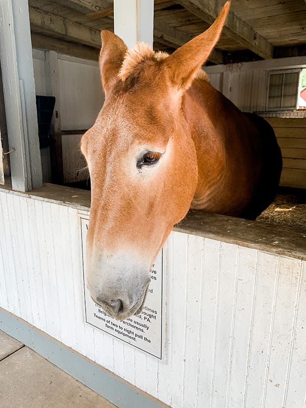 Molly the Mule - Amish Village