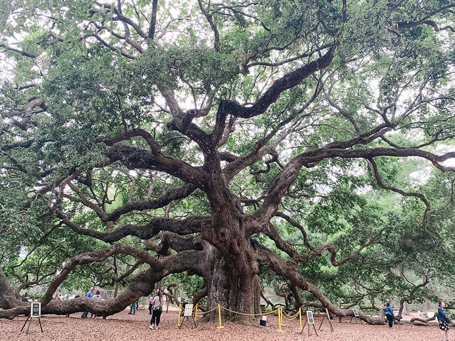 Angel Oak Tree, Charleston, SC