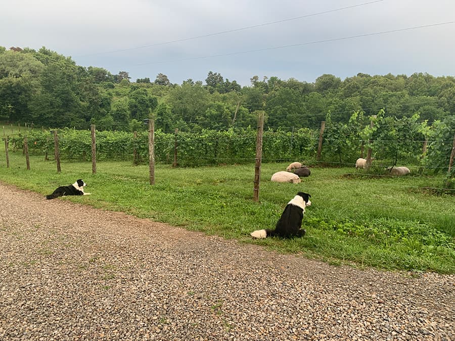 Norton and Alexander watching the sheep