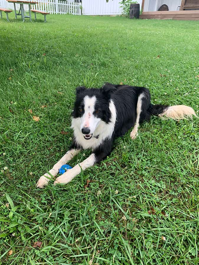 winery pup