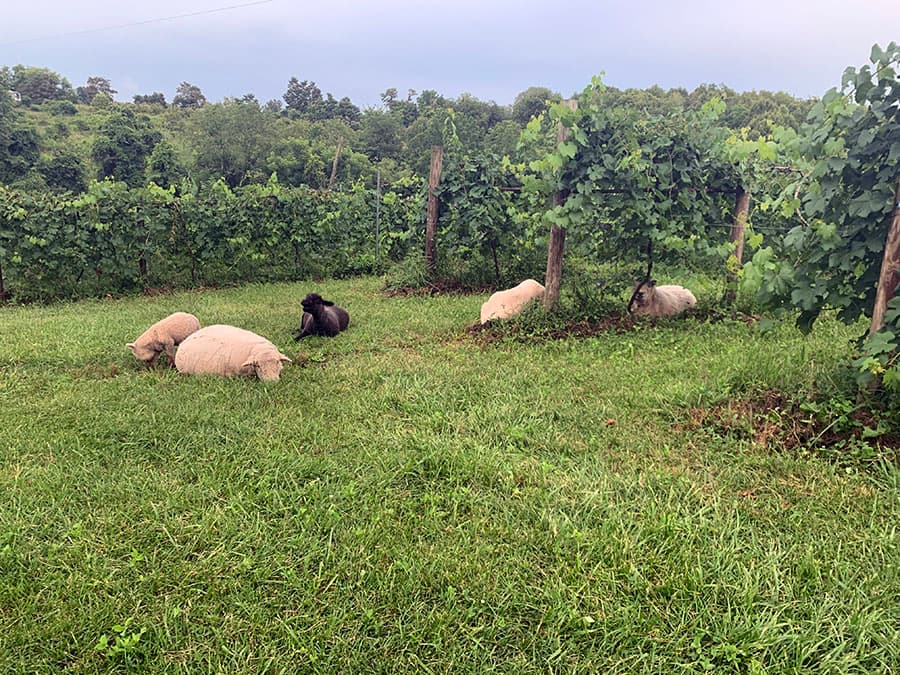 sheep at the winery