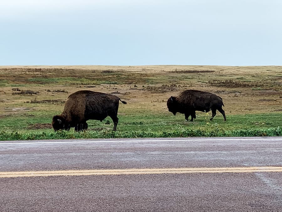 bison entering Badlands National Park