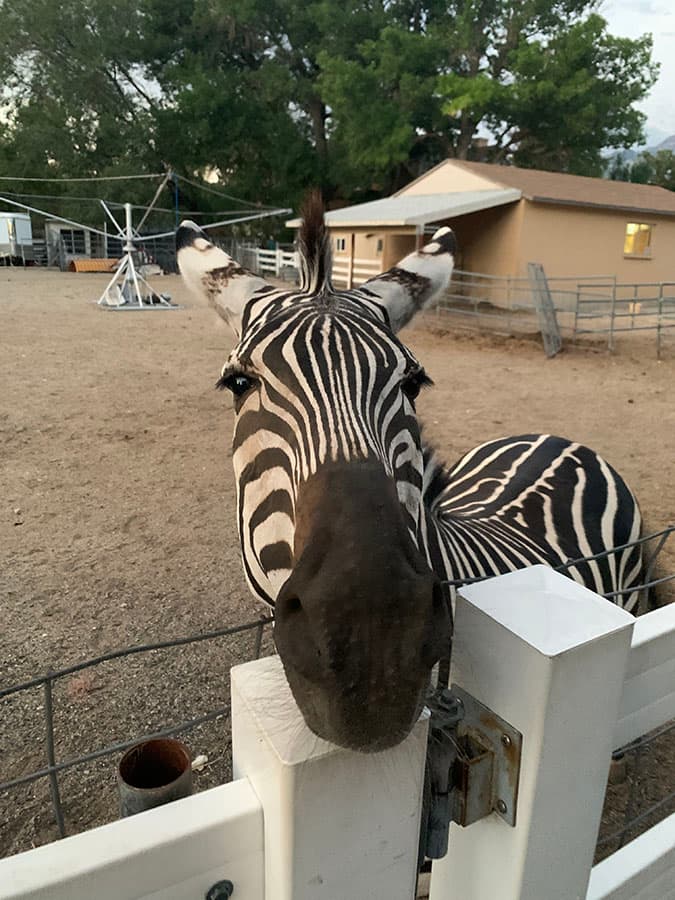 zebra in Draper