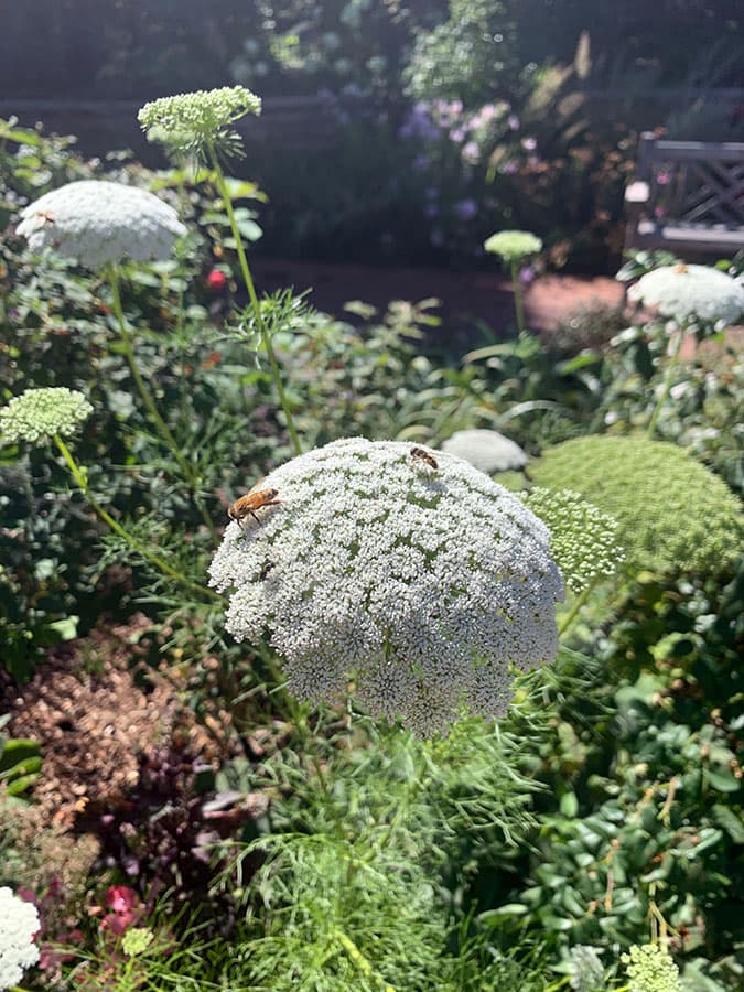 Denver Botanic Gardens