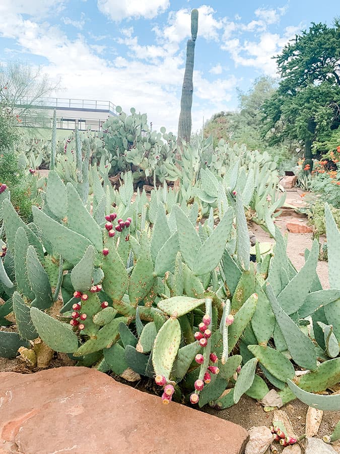 Ethel M Cactus Garden