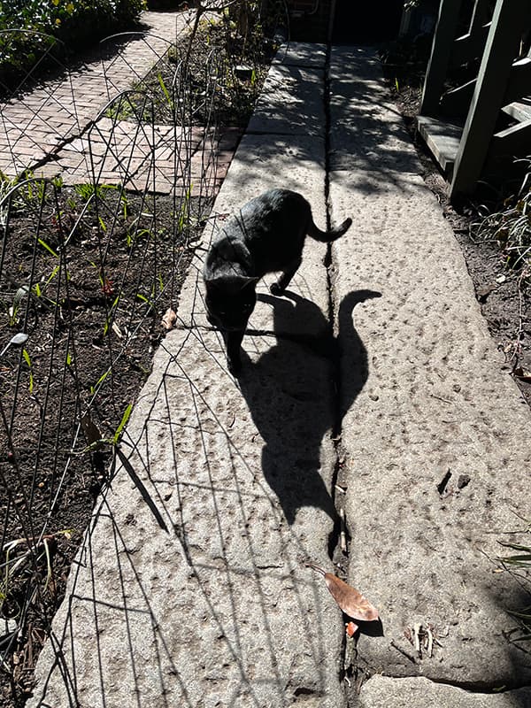 Pluto the cat, Edgar Allan Poe Museum in Richmond