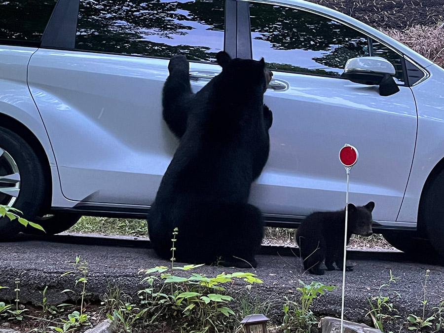 mama bear with baby bear trying to break into Neil's car