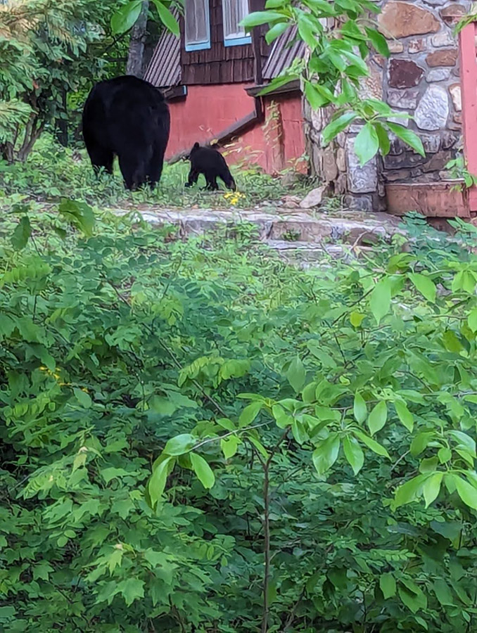 mama and baby black bear