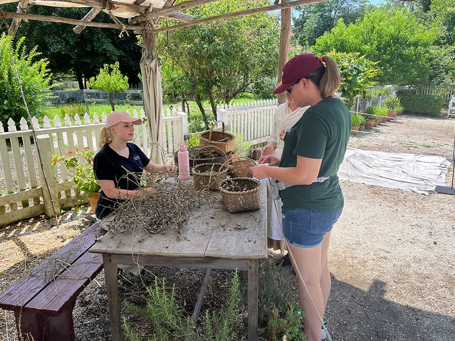 helping to pick radish seeds