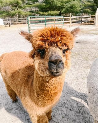Some cute alpacas to brighten your feed. We had a great time feeding alpacas today at @morningglorifarmette. Nice place ran by super nice people.